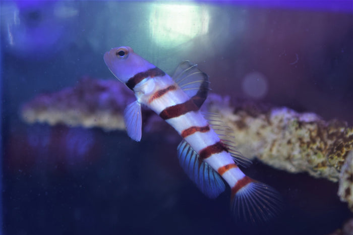 Dracula Goby