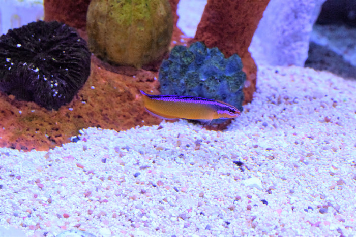 Dutoiti Pseudochromis