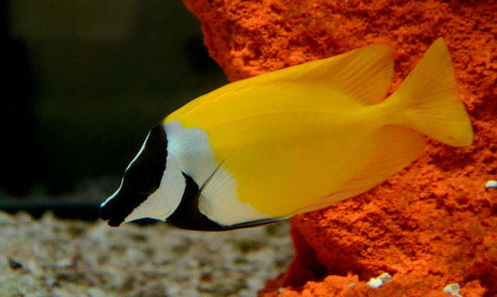 Foxface Rabbitfish