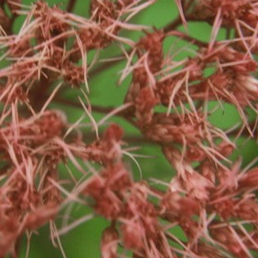 Gravel Root