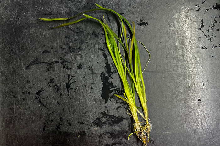 Italian Vallisneria
