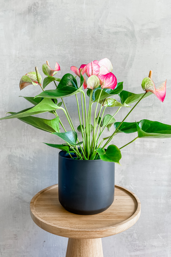 Accent Decor Kendall Pot in Black