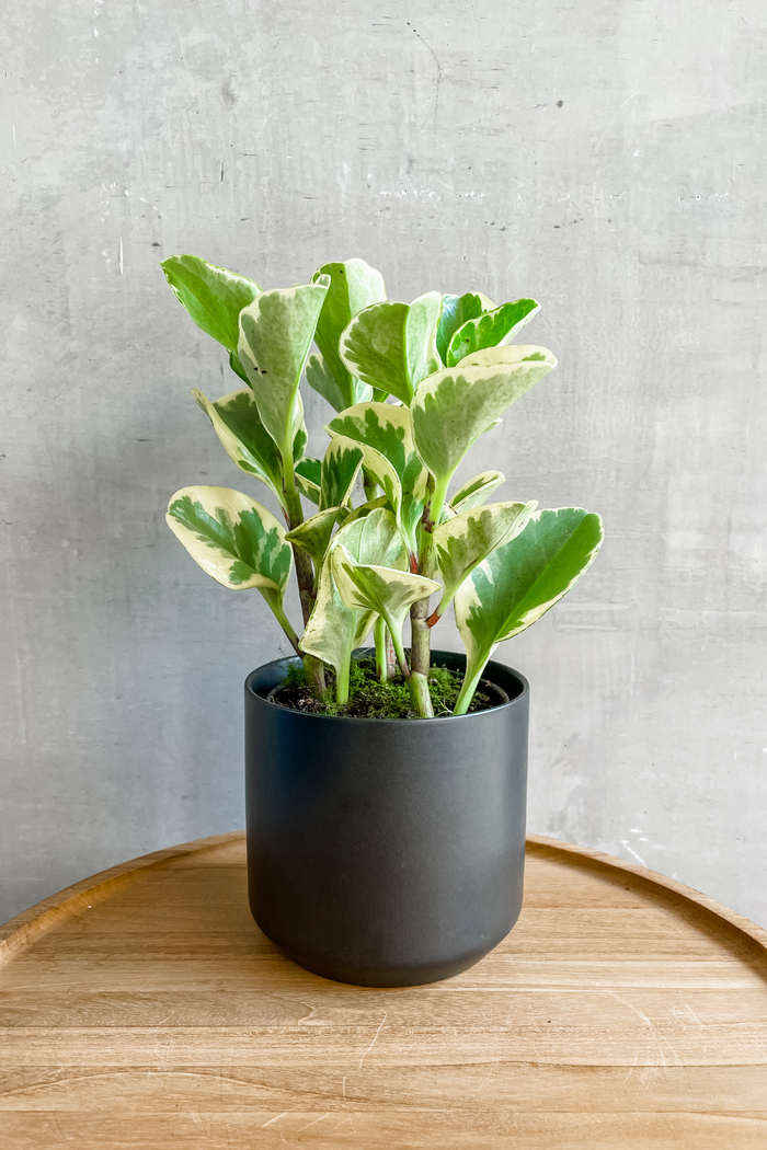 Accent Decor Kendall Pot in Black