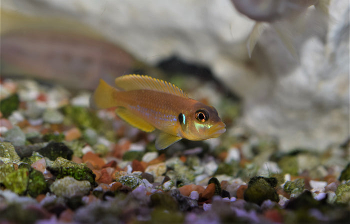 Lamprologus ocellatus "Gold"