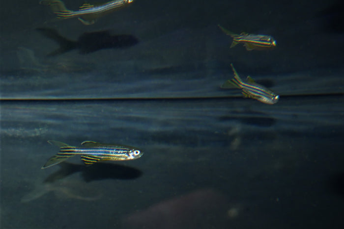 Longfin Zebra Danio