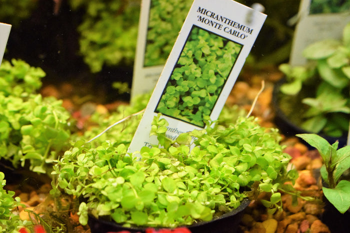 Micranthemum Monte Carlo