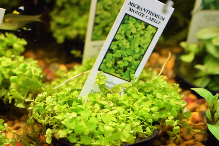Micranthemum Monte Carlo