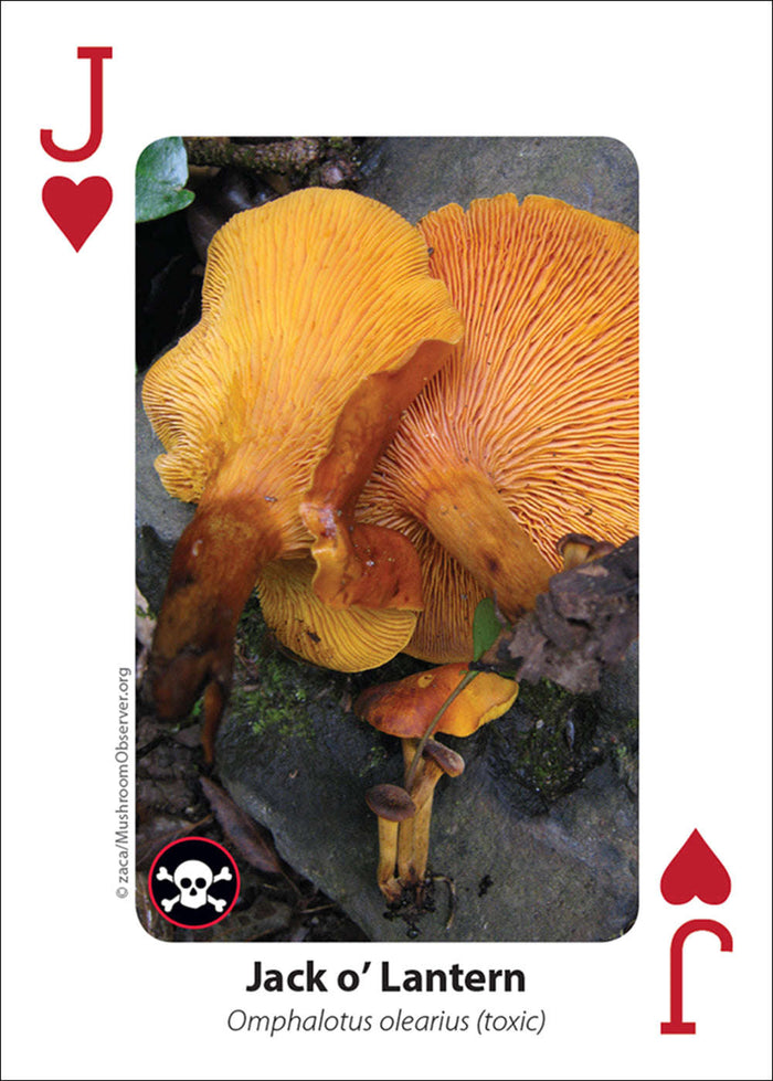PlayingCardDecks.com-Mushrooms Playing Cards