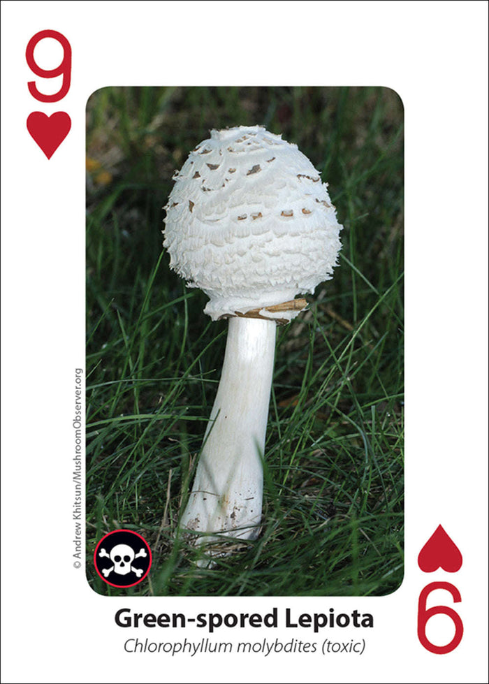 PlayingCardDecks.com-Mushrooms Playing Cards
