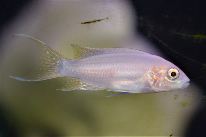 Neolamprologus brichardi "Albino"
