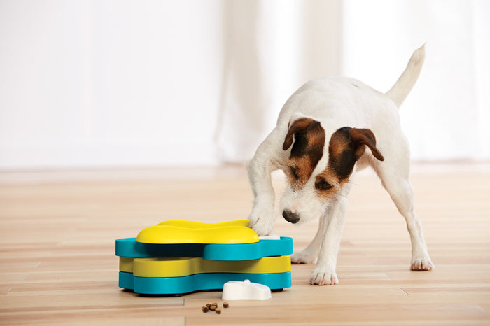 Terrier working the Dog Tornado puzzle on a wooden floor