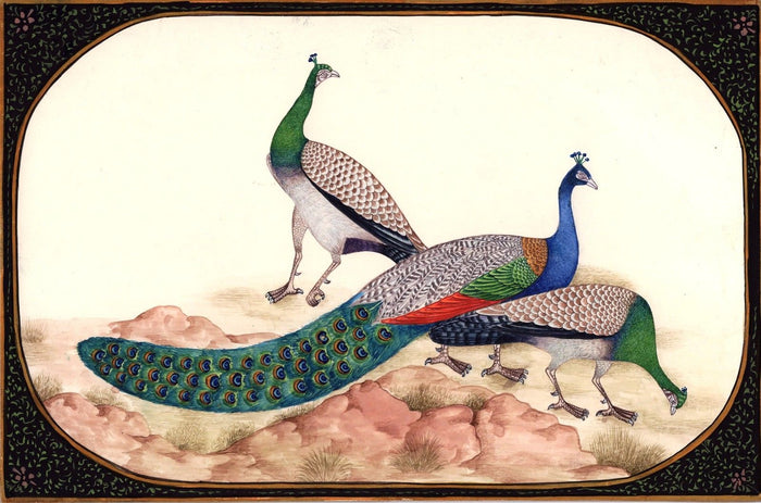 Peacock Bird Painting