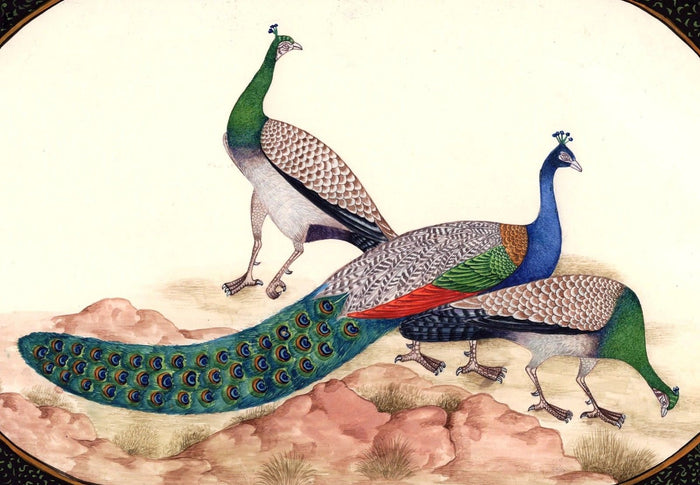 Peacock Bird Art