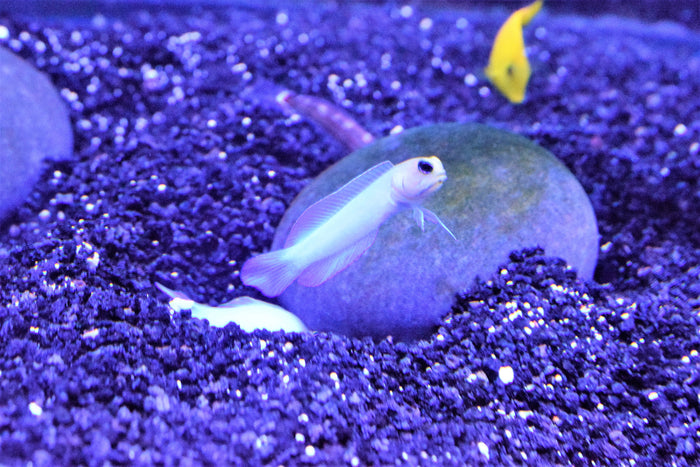Pearly Jaw