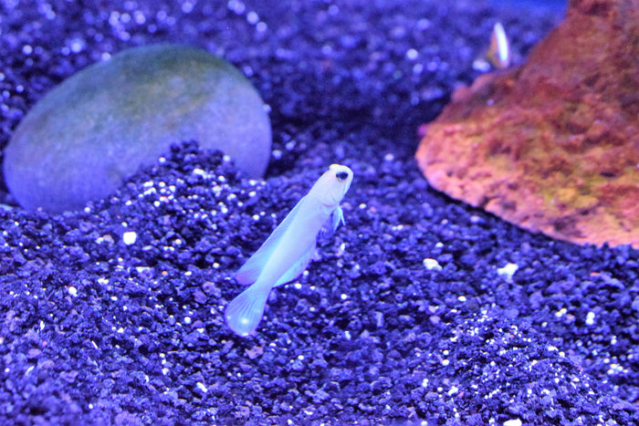 Pearly Jaw