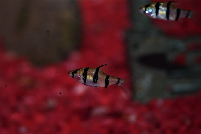 Pentazona Barb