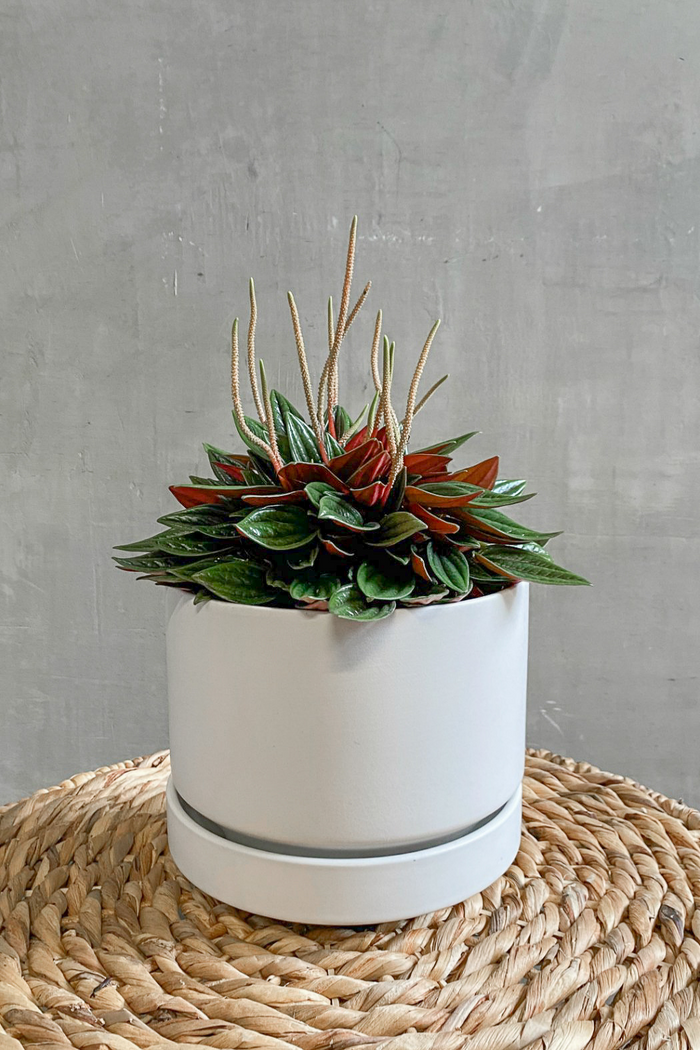 Peperomia 'Rosso'