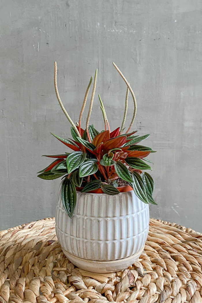 Peperomia 'Rosso'
