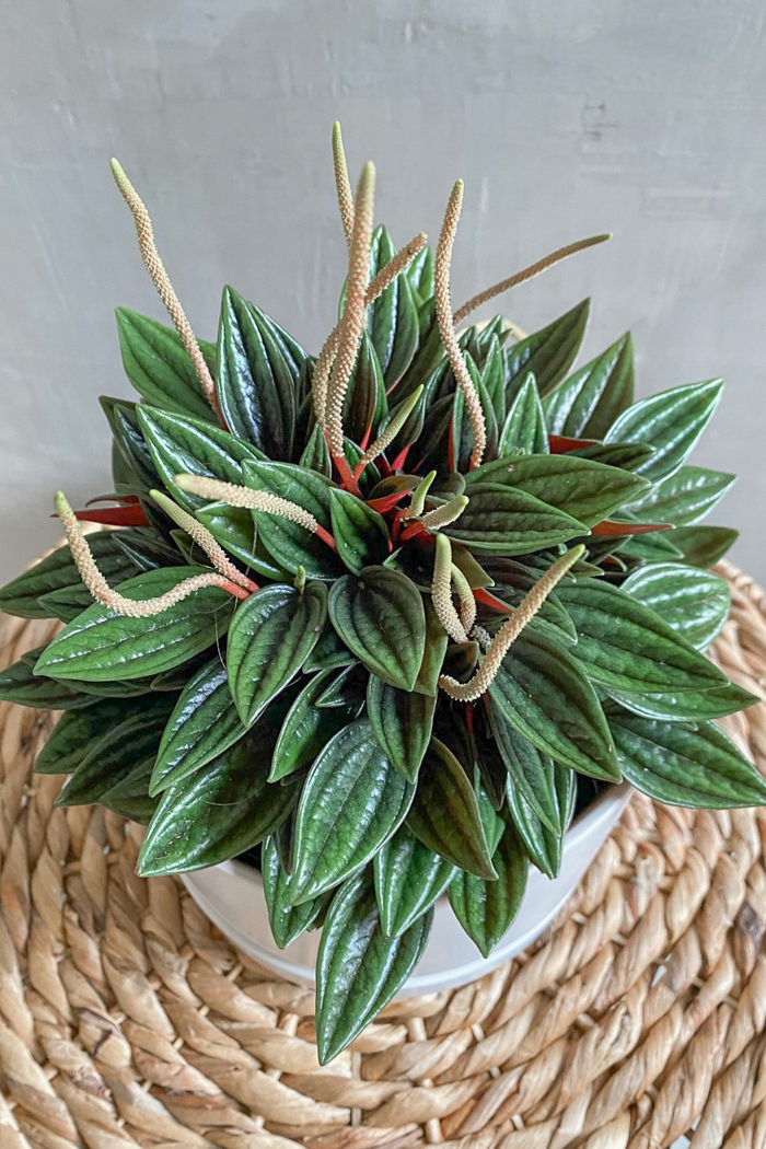 Peperomia 'Rosso'