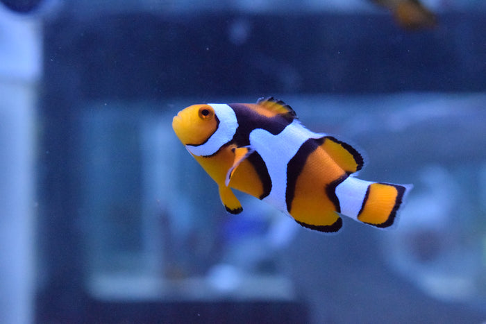 Picasso Clownfish