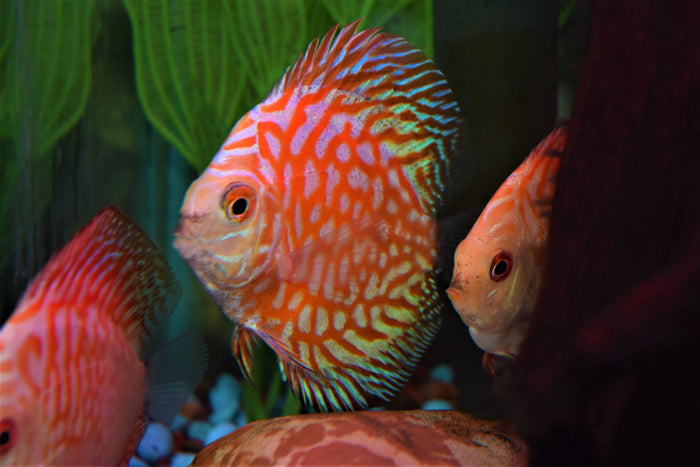 Pigeon Blood Discus