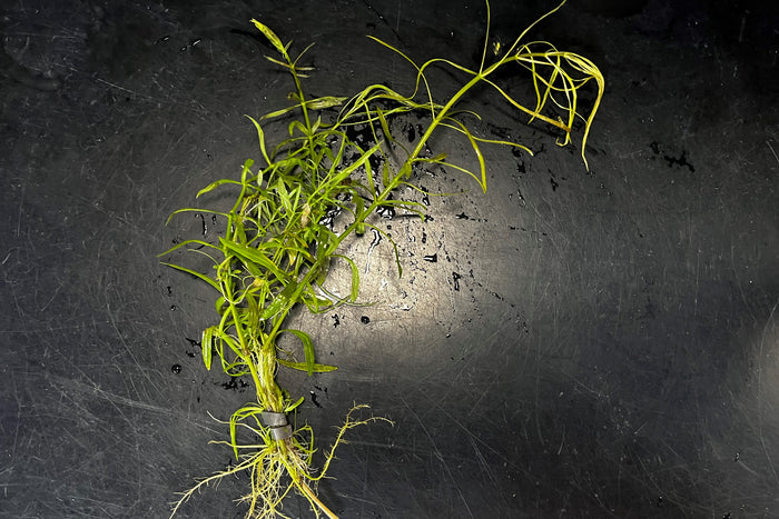 Pogostemon stellatus "Octopus"