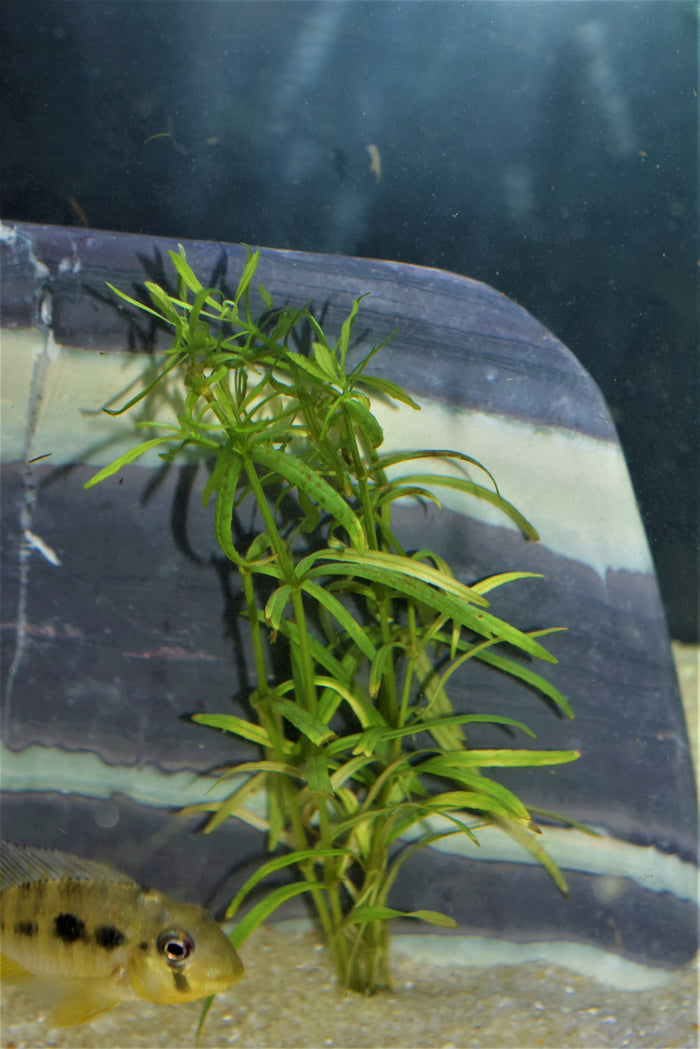 Pogostemon stellatus "Octopus"