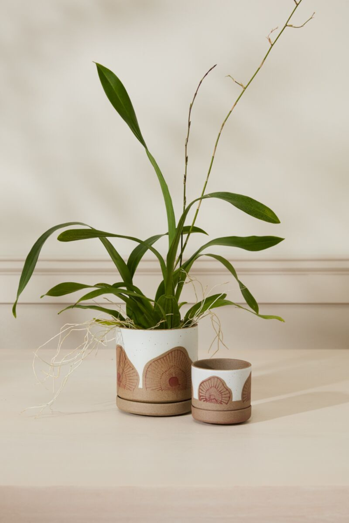 Accent-Decor-Protea-Pot-and-Saucer