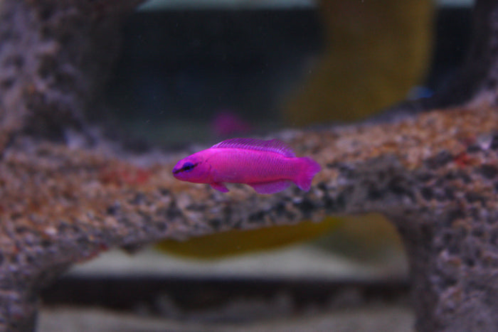 Pseudochromis fridmani