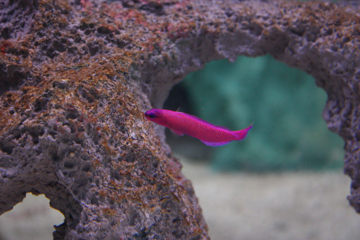Pseudochromis fridmani
