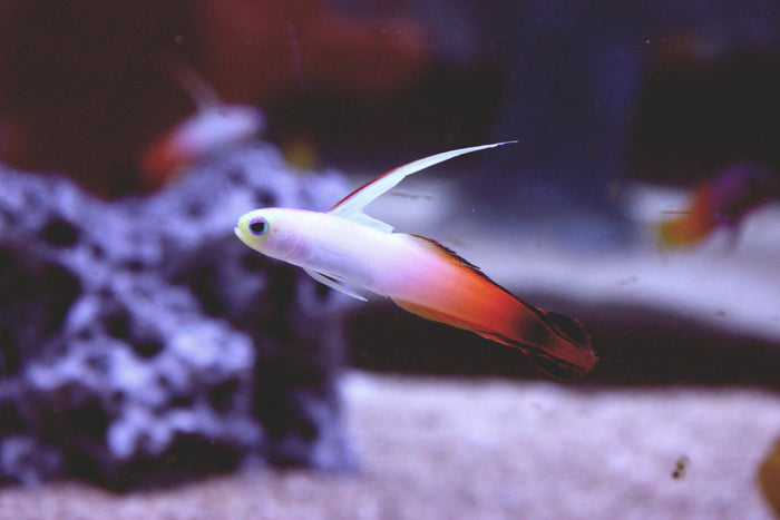 Red Firefish Goby