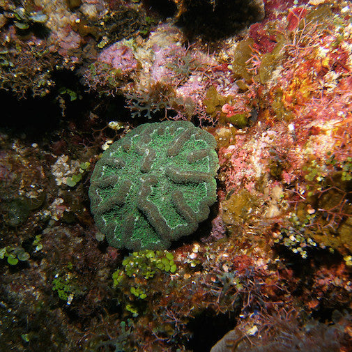 Ridged Cactus Coral