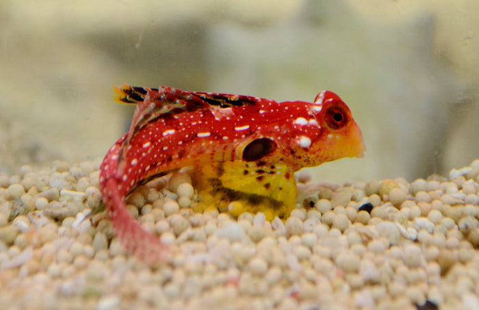 Ruby Red Dragonette