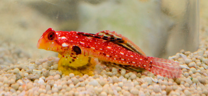 Ruby Red Dragonette