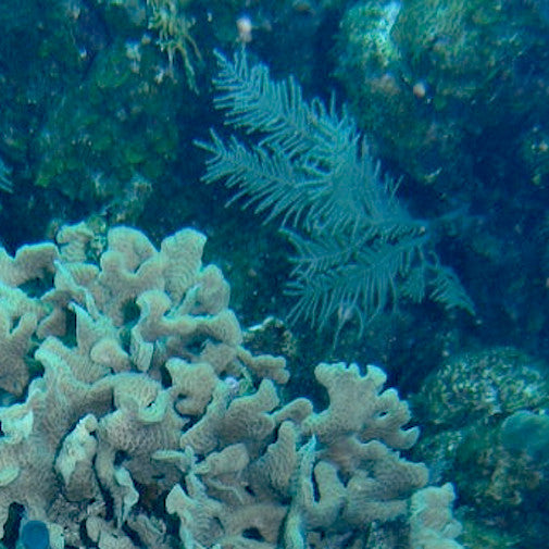 Scaled Lettuce Coral