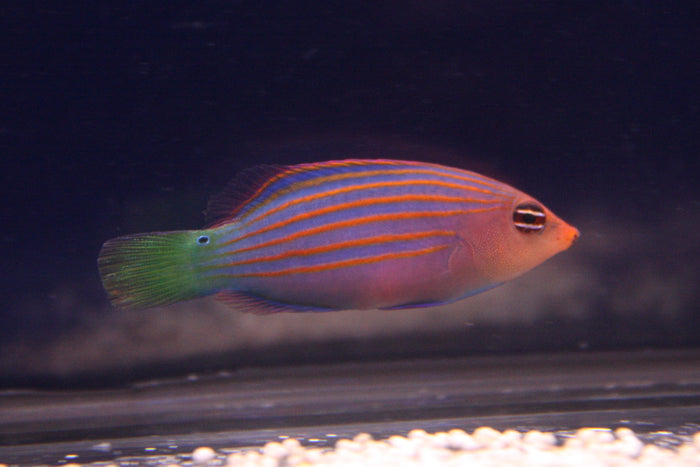 Six Line Wrasse