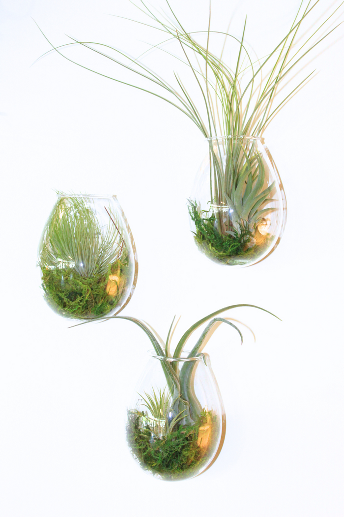 Sole_Glass_Wall_terrarium_vase