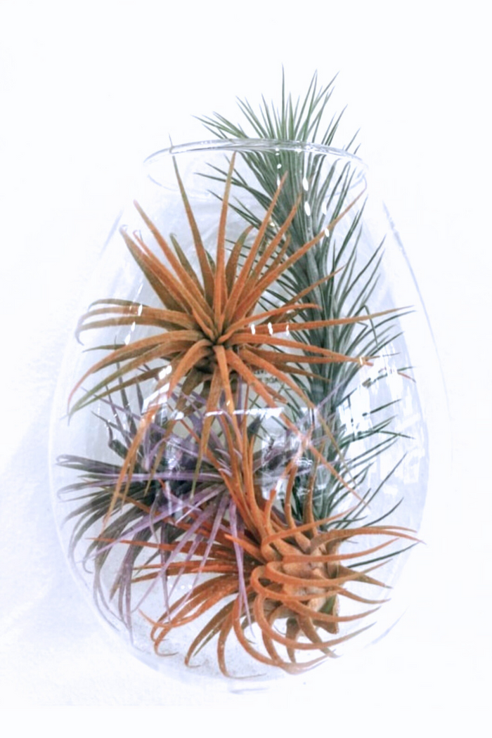 Sole_Glass_Wall_terrarium_vase