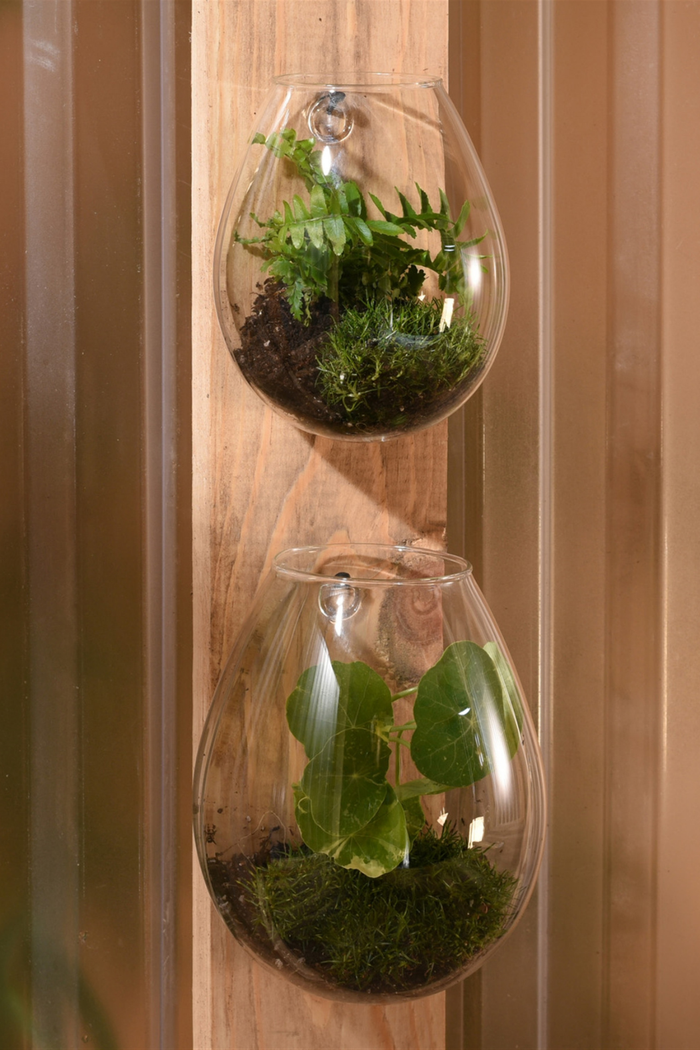 HomArt Sole Wall Glass Terrarium 6278-0