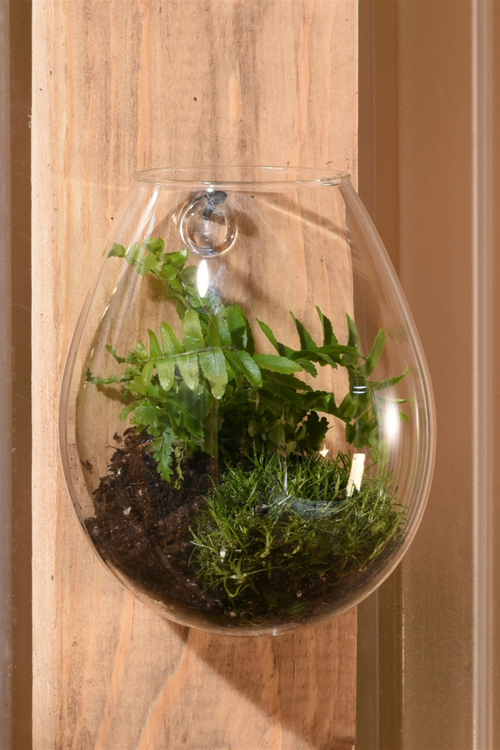 HomArt Sole Wall Glass Terrarium 6278-0