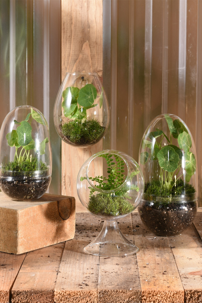 HomArt Sole Wall Glass Terrarium 6278-0