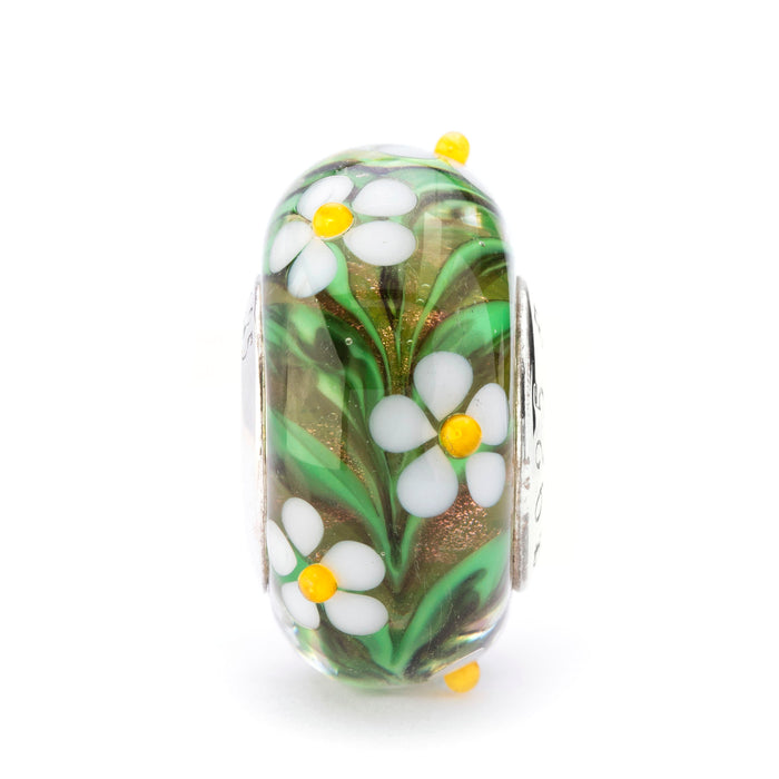 Sunny Meadow Daisies