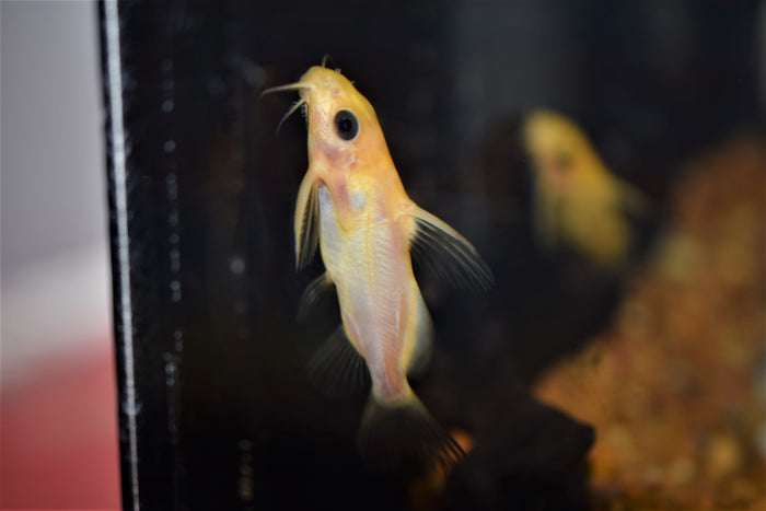 Synodontis nigrita "Gold"
