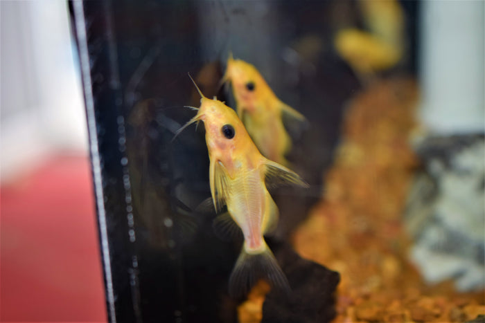 Synodontis nigrita "Gold"