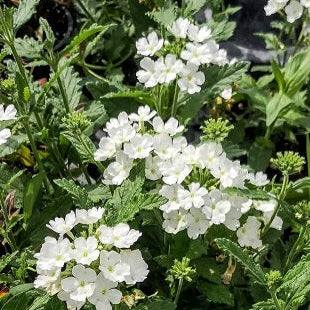 La Verbena canadensis bianca è una pianta erbacea perenne originaria del Nord America. Si presenta con fusti eretti o striscianti e produce fiori di colore bianco puro disposti in racemi o pannocchie. Le foglie sono generalmente lanceolate e dentate, con un tono di verde medio. Resistente e adatta a pieno sole, questa varietà è apprezzata per la sua capacità di attirare farfalle e altri impollinatori, rendendola una scelta popolare per giardini ornamentali.