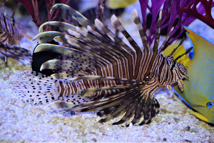 Volitan Lionfish