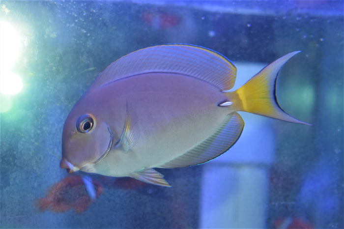 White-Spine Tang