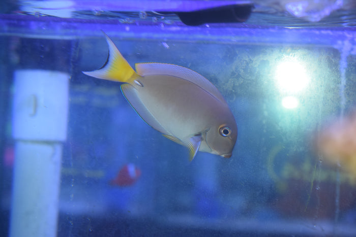 White-Spine Tang